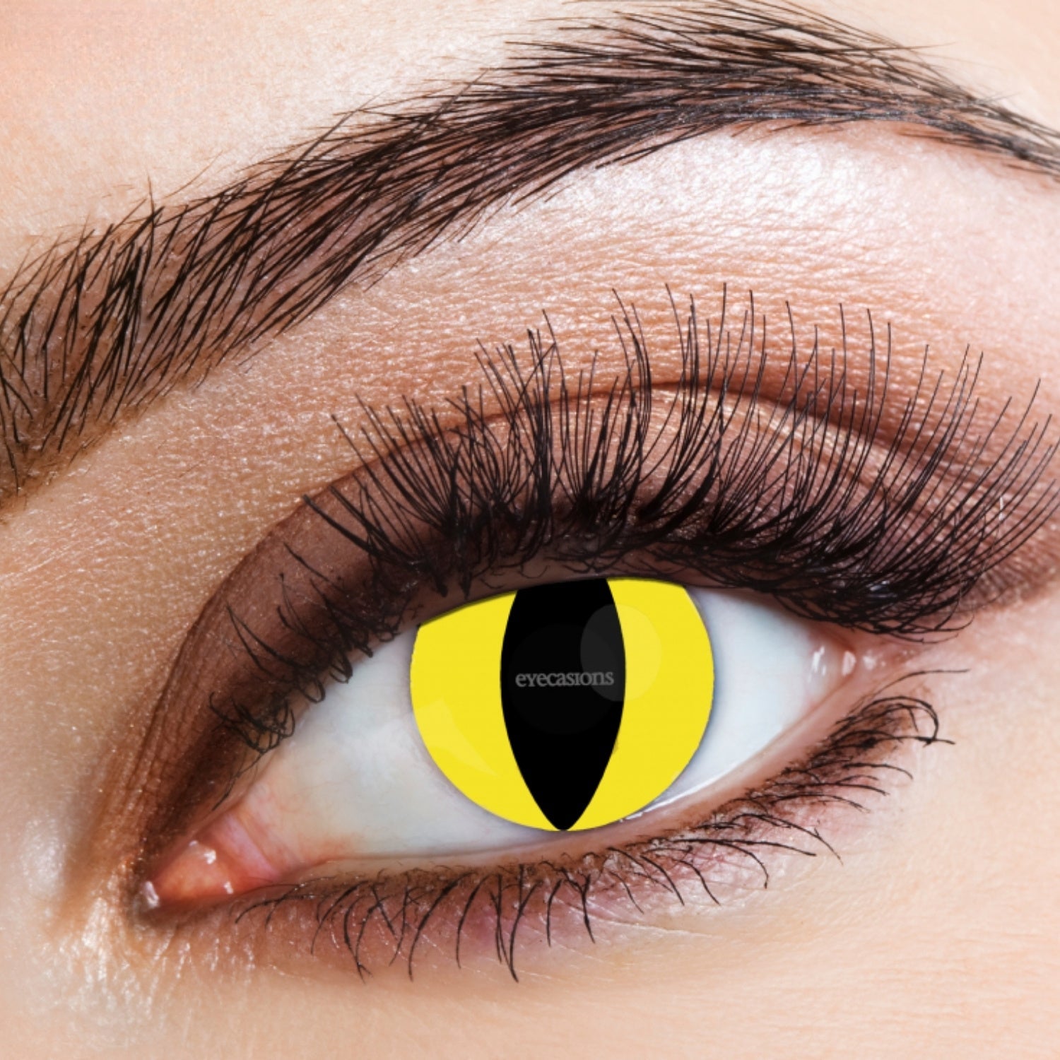 One Day Use Yellow Cat Feline Black And Yellow Contact Lenses | Why Not Shop