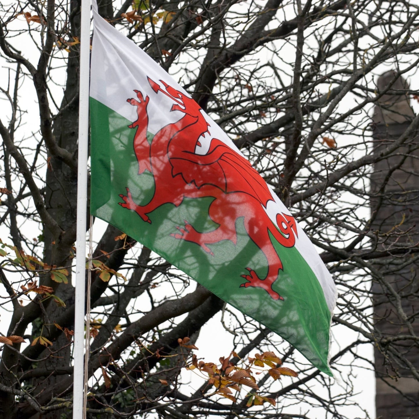 Welsh Flag, 5ft x 3ft, 152cm x 91cm, Polyester | Why Not Shop